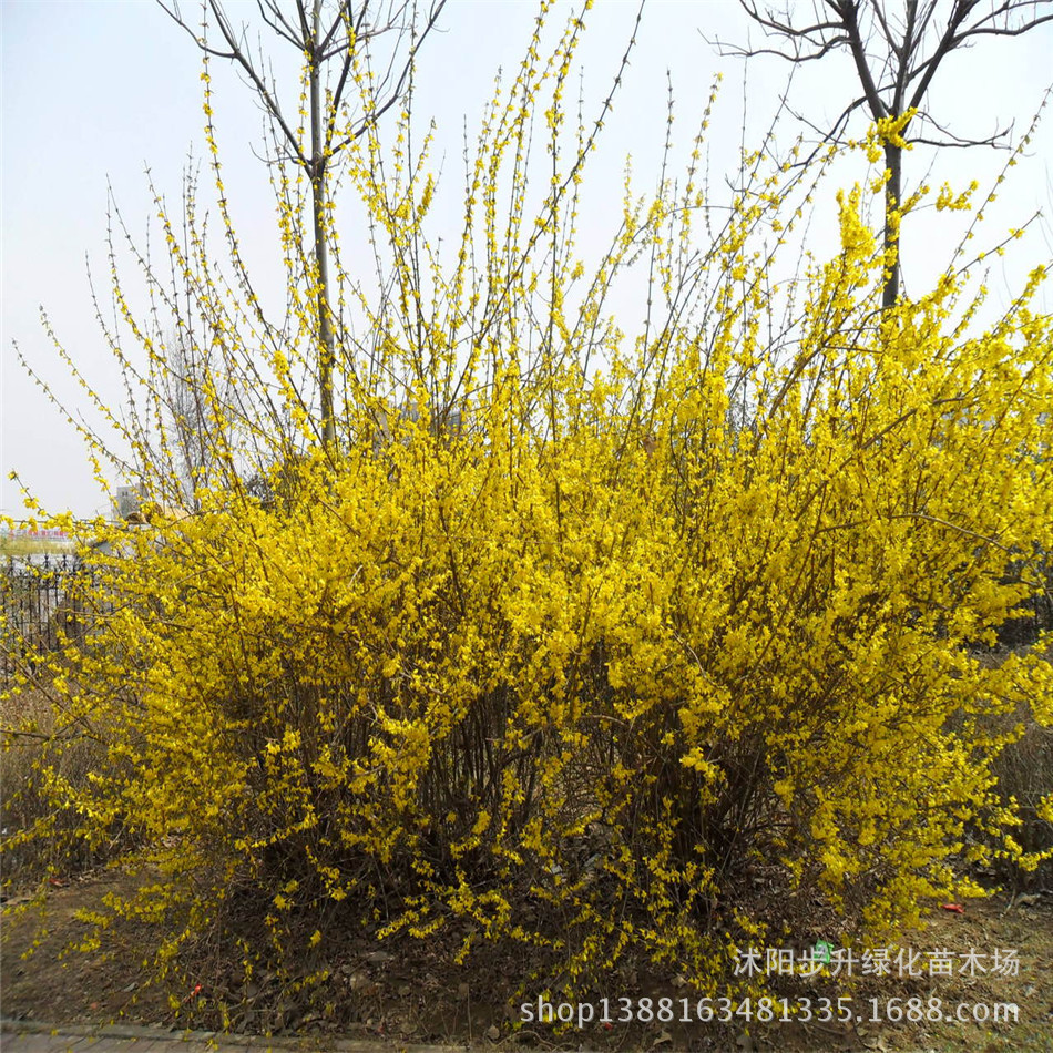 批发园林植物 连翘花苗 又叫黄老虎 攀援花卉院