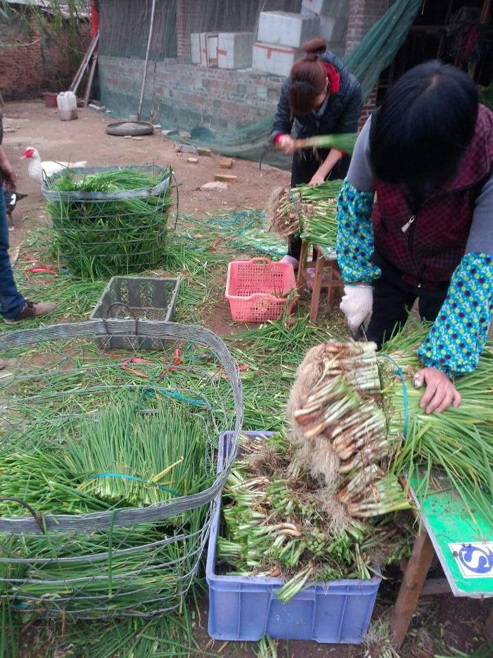 葱苗,青葱,香葱苗,葱头苗,葱种