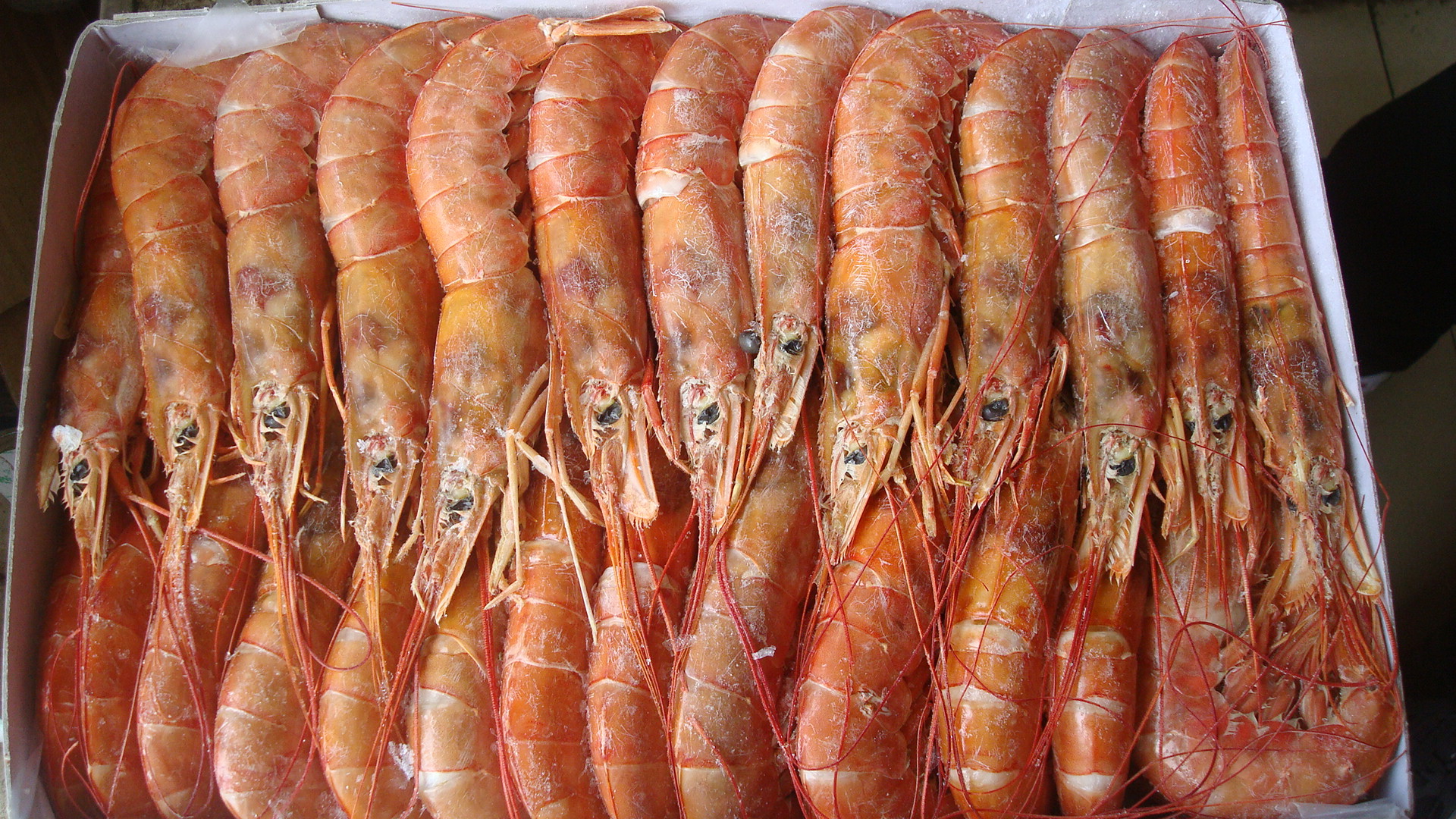 【阿根廷红虾】价格,厂家,图片,鲜活\/冷冻水产,