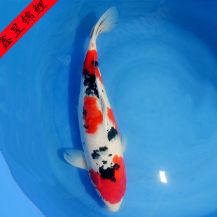 日本锦鲤鱼