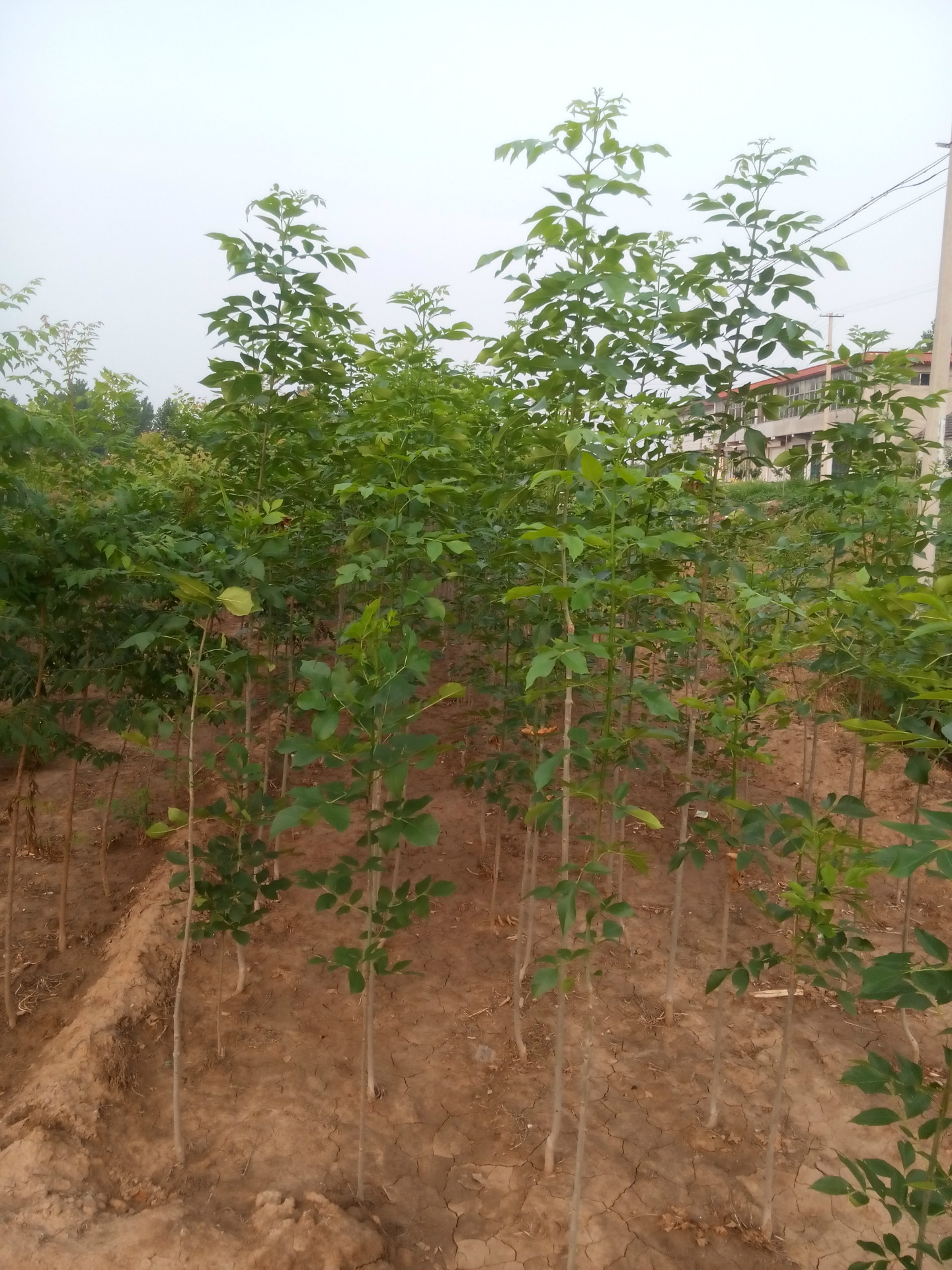 供应白蜡小苗 白蜡树苗 行道树 嫁接速生白蜡树苗优惠 规格齐全