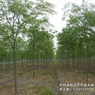 红榉木树图片_红榉木树图片大全 - 阿里巴巴海量精选 ...