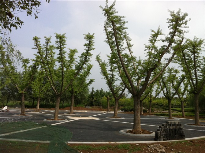 批发采购乔木-郯城县银杏树18-25公分银杏嫁接