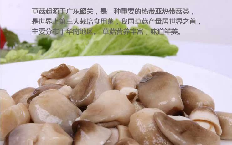 批发酒店用盐水草菇 肉质脆嫩 兰花菇 草菇批发 餐馆菜肴用料