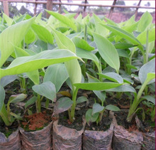 试管香蕉苗_试管香蕉苗批发_试管香蕉苗供应