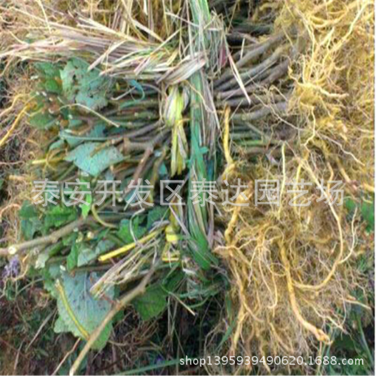 山东红心猕猴桃苗 优质猕猴桃树苗多少钱一株