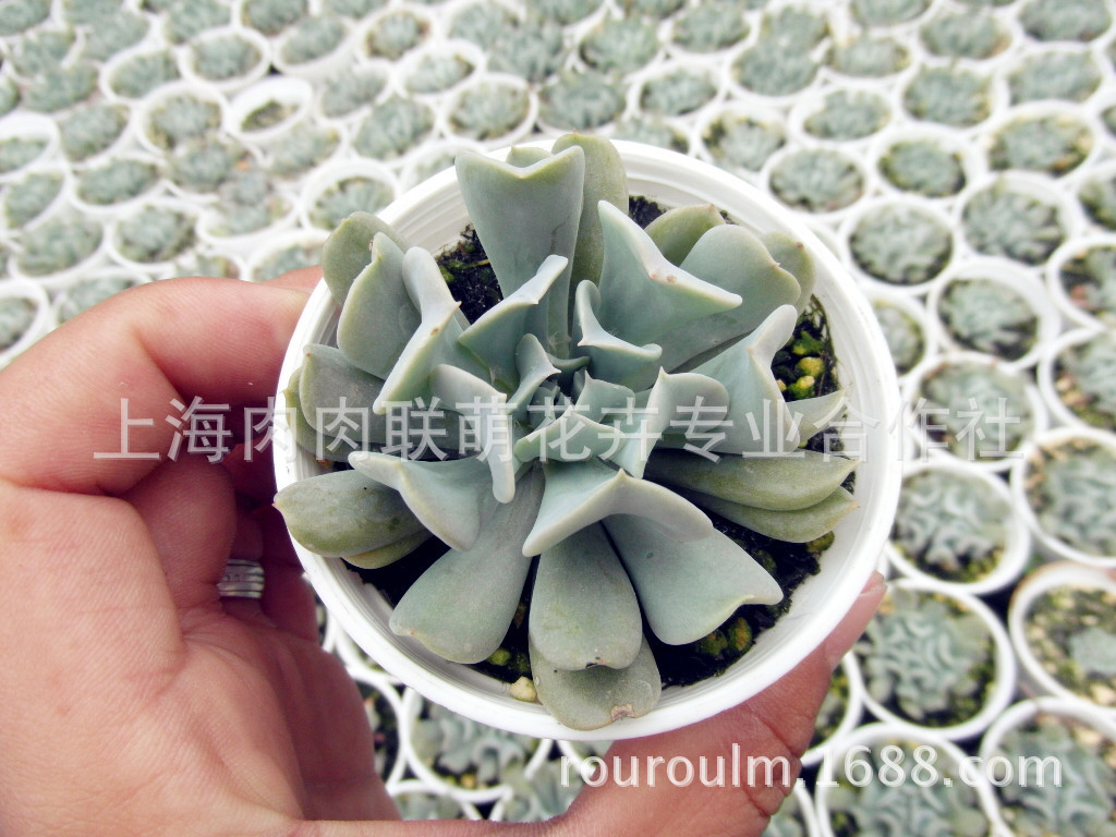 多肉植物批发 特玉莲 景天科易养护多肉盆栽浦东多肉基地直销 花卉 微商圈