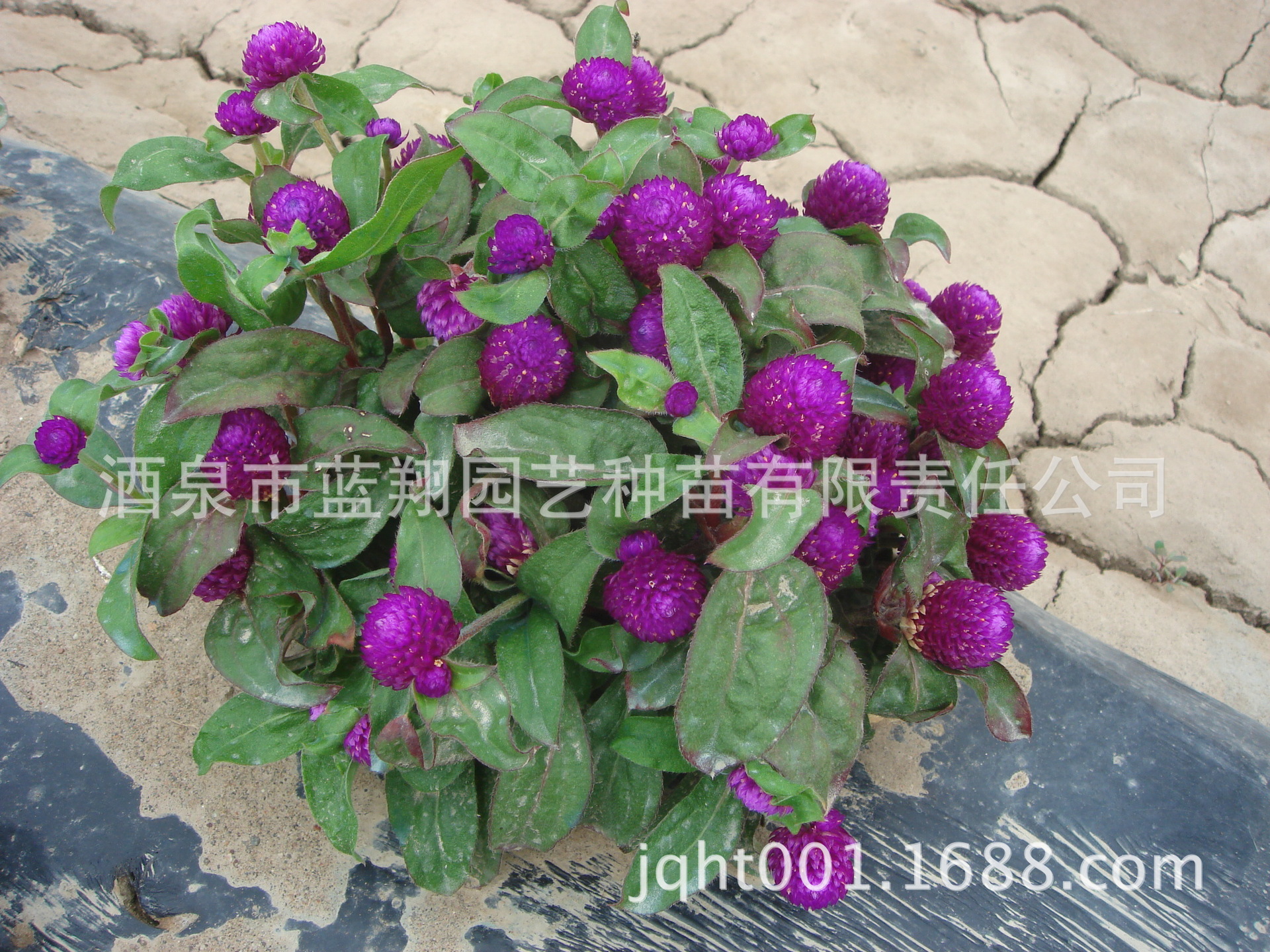 供应花卉种子 千日红种子 干花种子 矮杆盆栽 种子批发