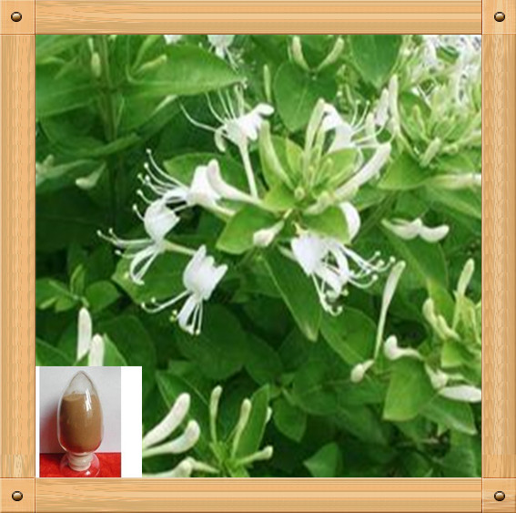 植物提取物-金银花提取物-植物提取物尽在阿里