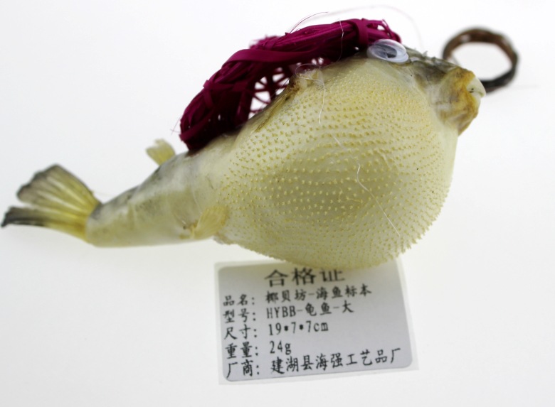 纯天然海洋生物标本 龟鱼标本 戴帽中号龟鱼 挂饰