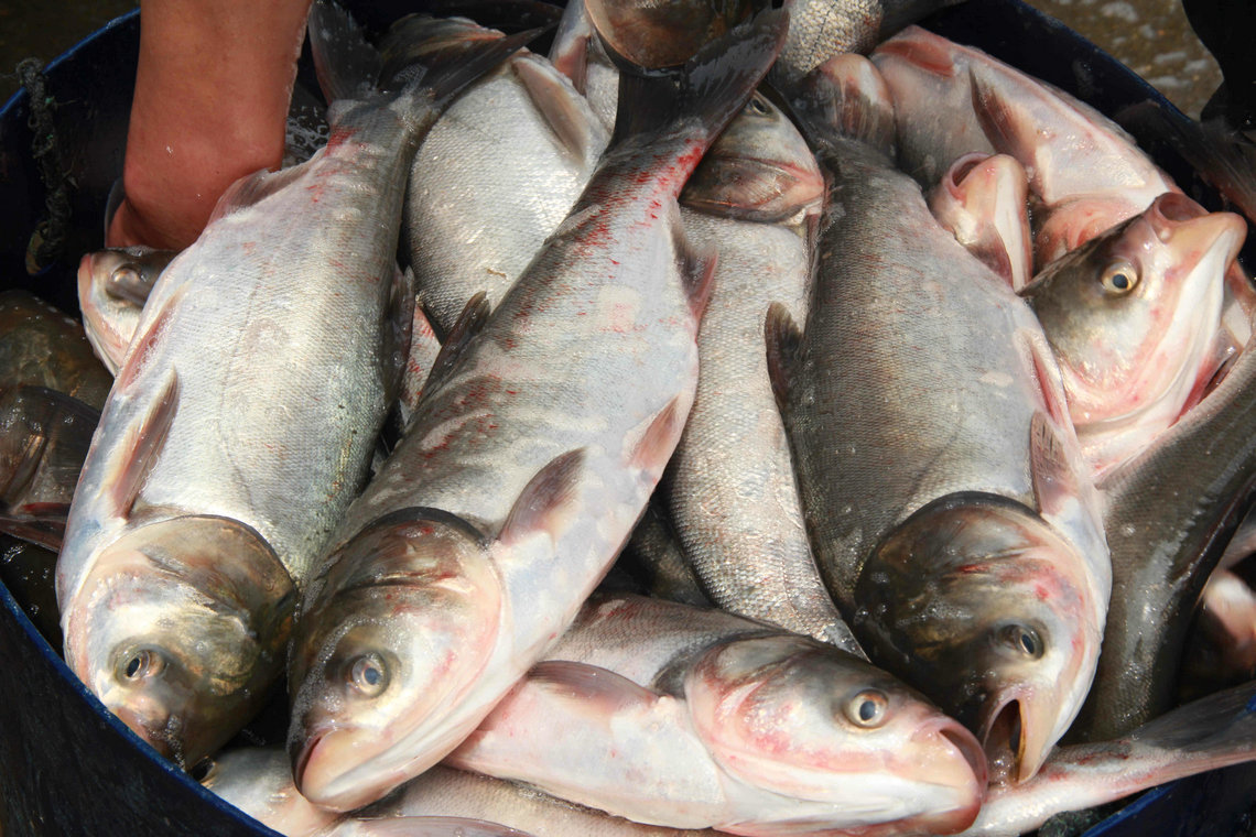专业供应 优质野生鲢鱼 湖南本土鲜活鲢鱼 肉质鲜美