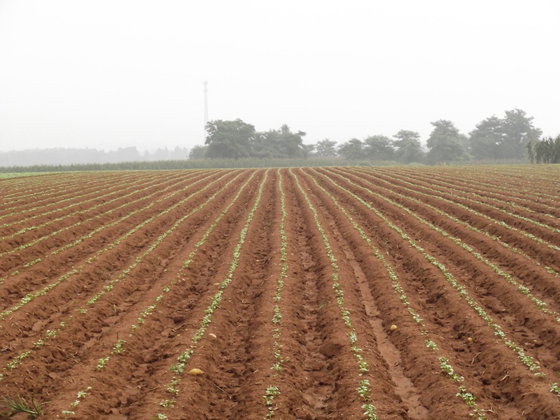 种植机械-萝卜播种机蔬菜播种机白菜胡萝卜药