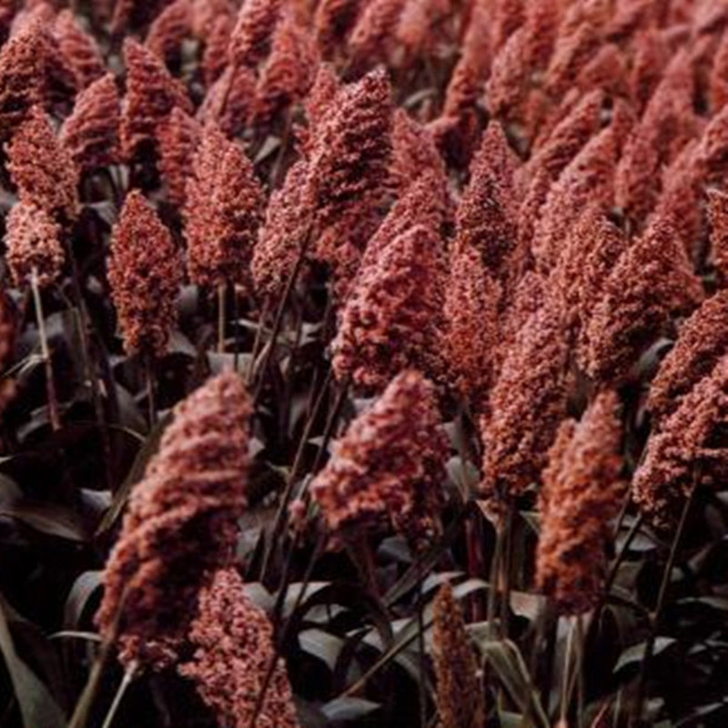 20091211123910-211524090_副本_副本