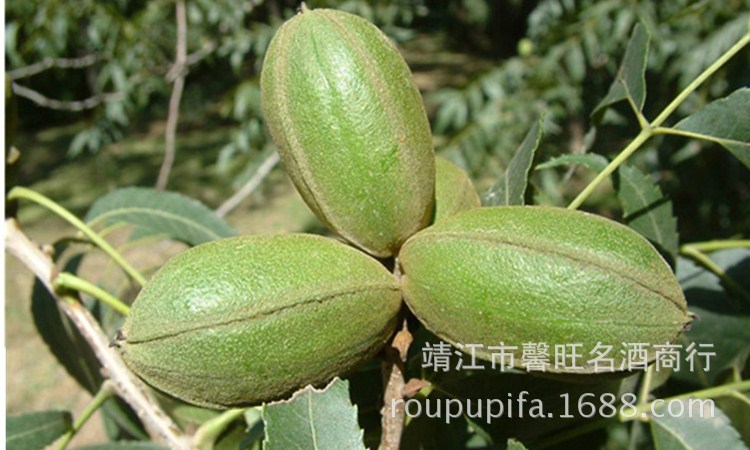 碧根果是美国山核桃的果实,又名"长寿果,它能补肾健脑,补中益气,润