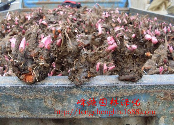 基地批发观赏盆栽花卉多年生芍药花种根芍药种根芍药种苗