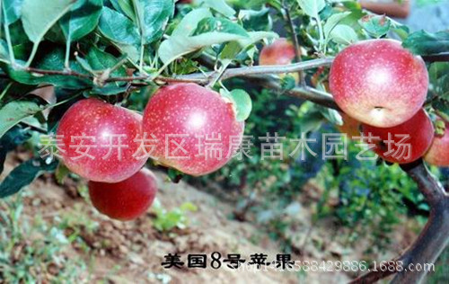 美国8号苹果_副本