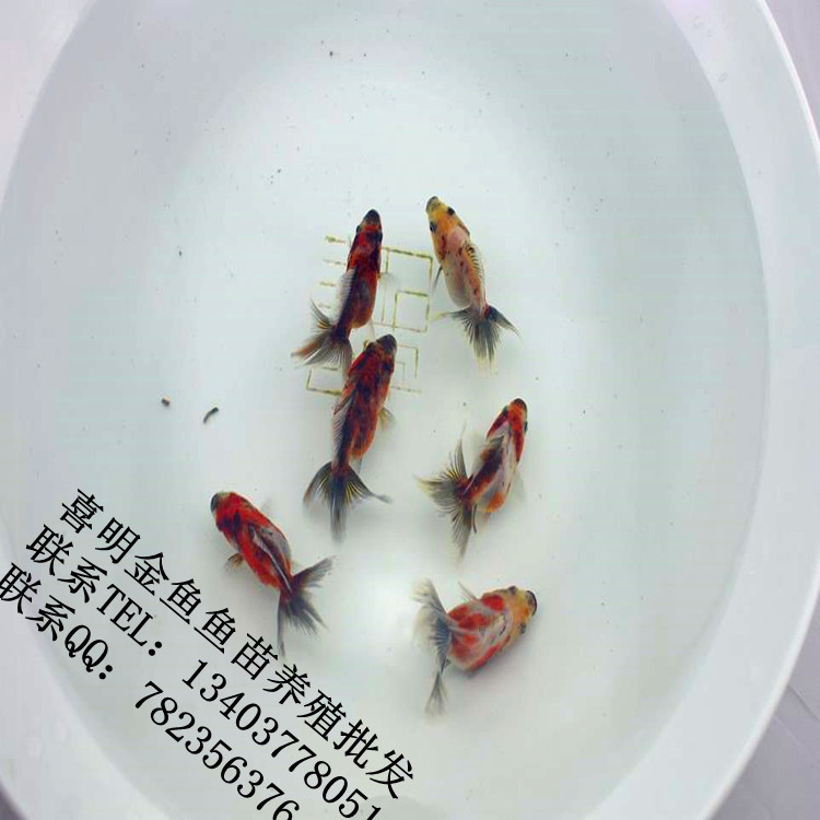 五花泰狮金鱼鱼苗5