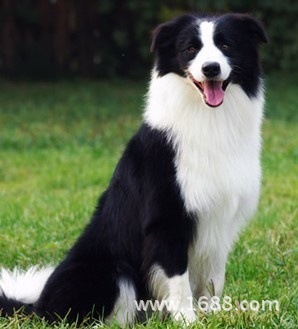 怎么养边牧 边境牧羊犬好养吗