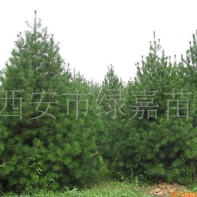 中国最大白皮松苗木繁育基地西安蓝田白皮松 