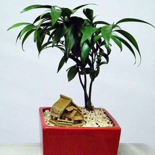 竹柏 盆栽植物 可土培 水培 袖珍好养 美观大方 量大优惠
