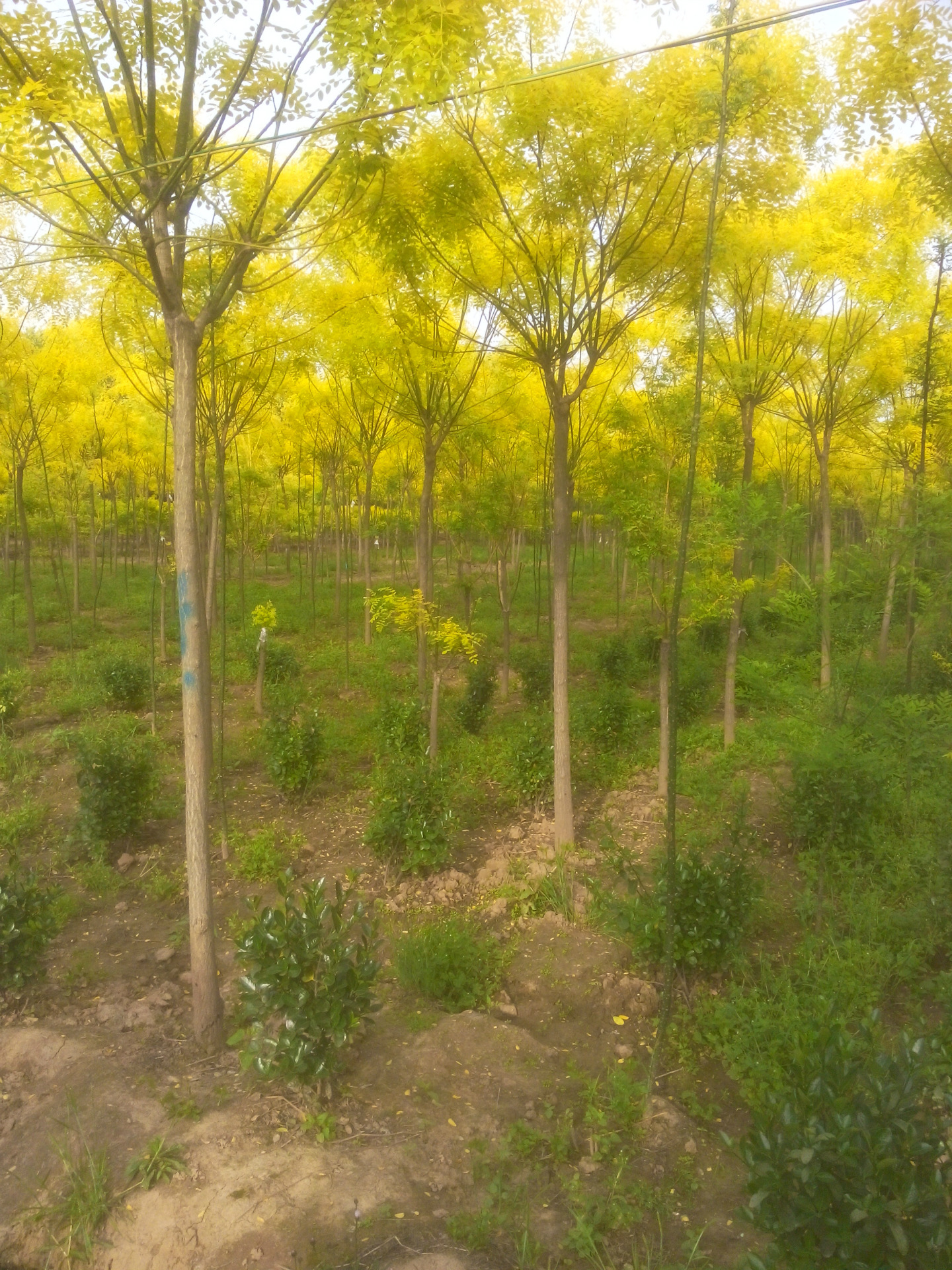 供应各种绿化国槐树,垂槐,刺槐,金枝国槐,香花槐国槐