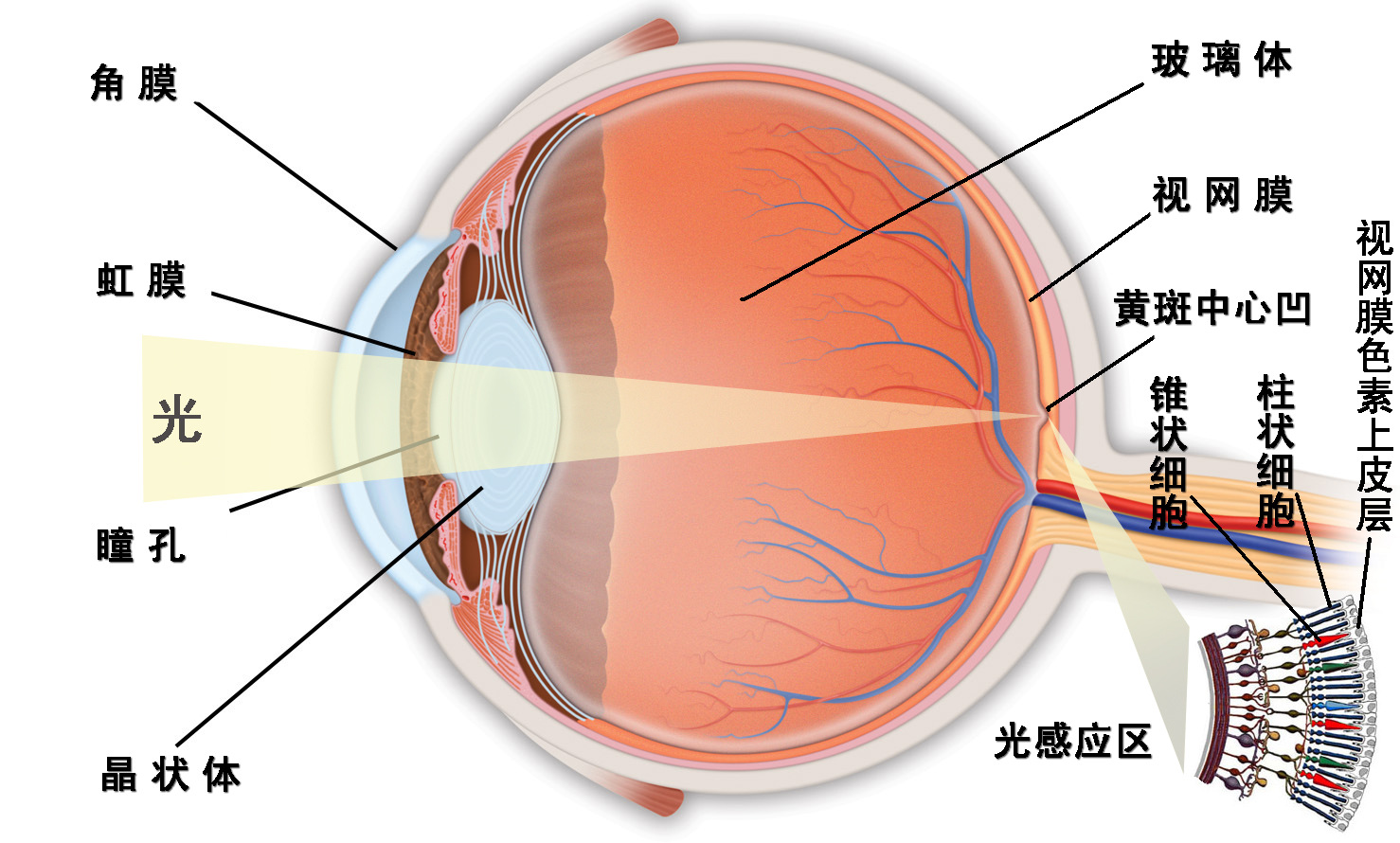 眼睛结构图