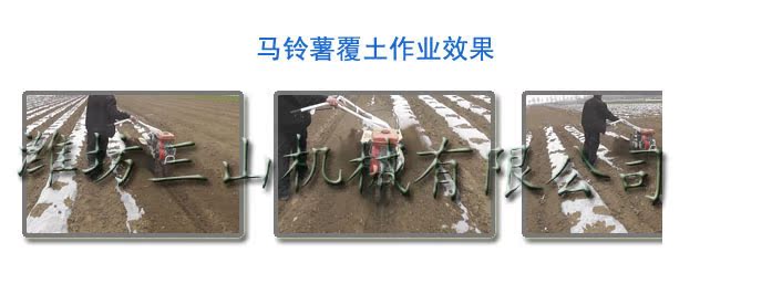 马铃薯