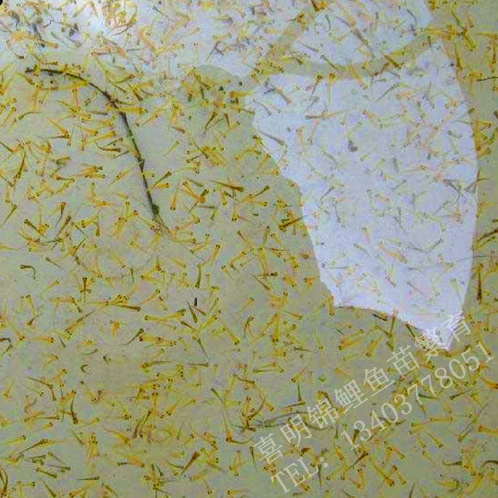 锦鲤水花
