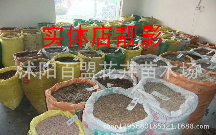 种子