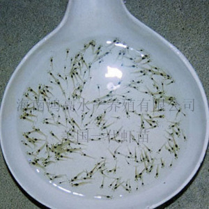 【淡水养殖南美白对虾】淡水养殖南美白对虾价