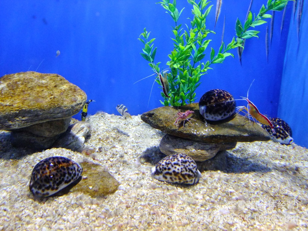 【7-8厘米大仙女螺,天然贝壳海螺工艺品批发,地