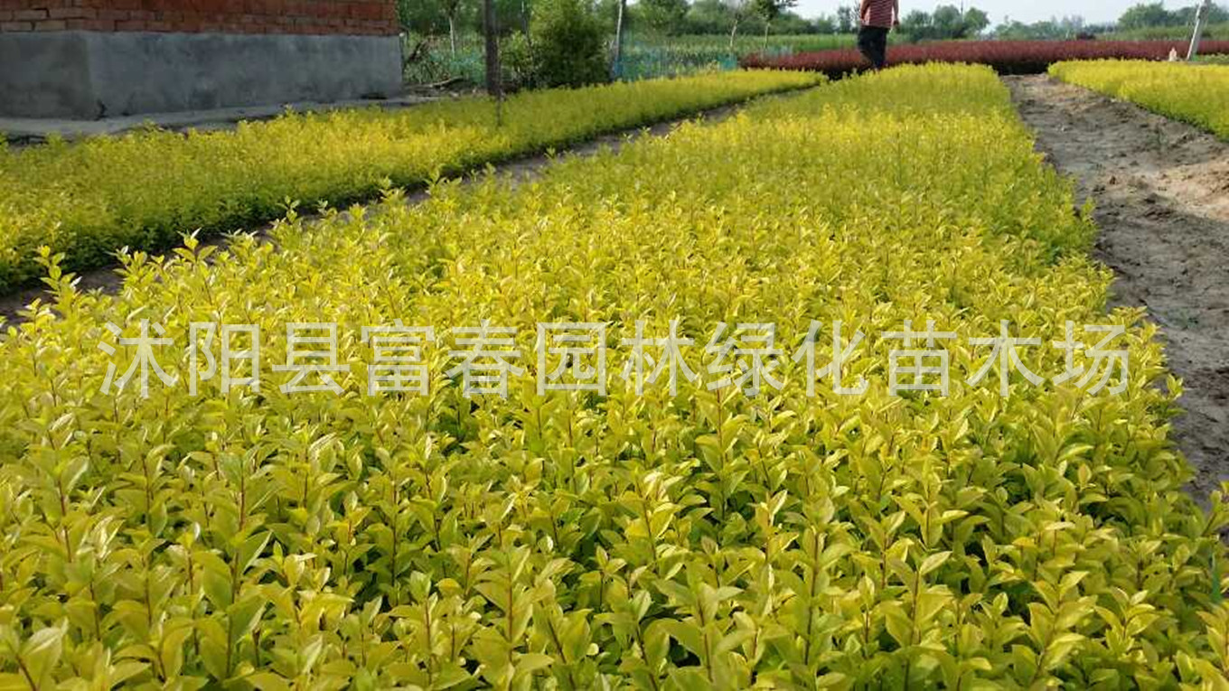 金叶女贞小苗,金叶女贞床苗,金叶女贞工程苗,金叶女贞价格
