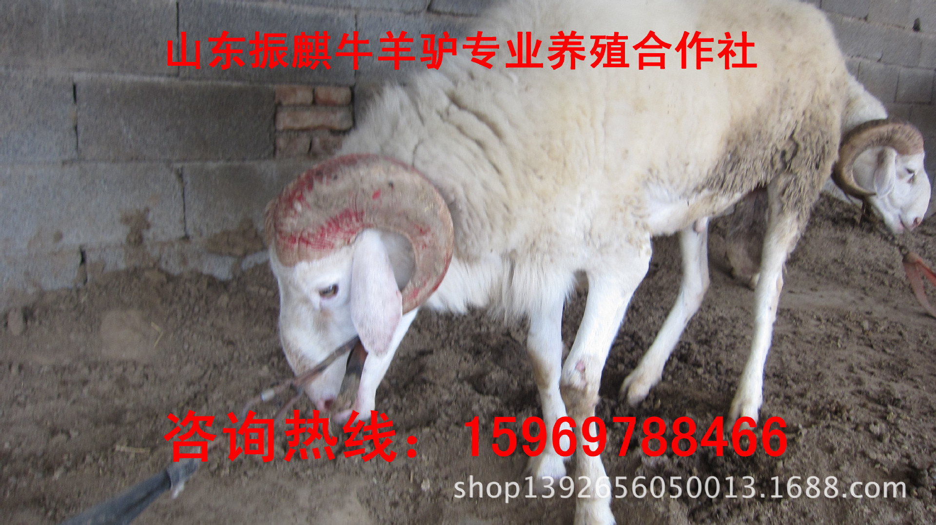 羊-安徽安庆小尾寒羊齐全去哪买羊不会被骗 哪