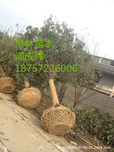 红榉木树图片_红榉木树图片大全 - 阿里巴巴海量精选 ...