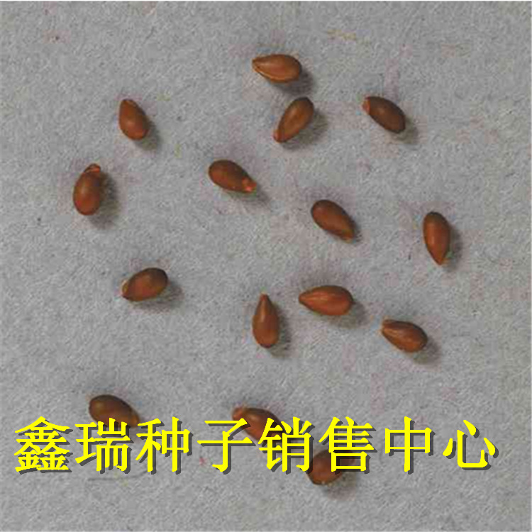 花之谷 三色堇种子 阳台盆栽花卉种子 简单易种 欢迎选购!