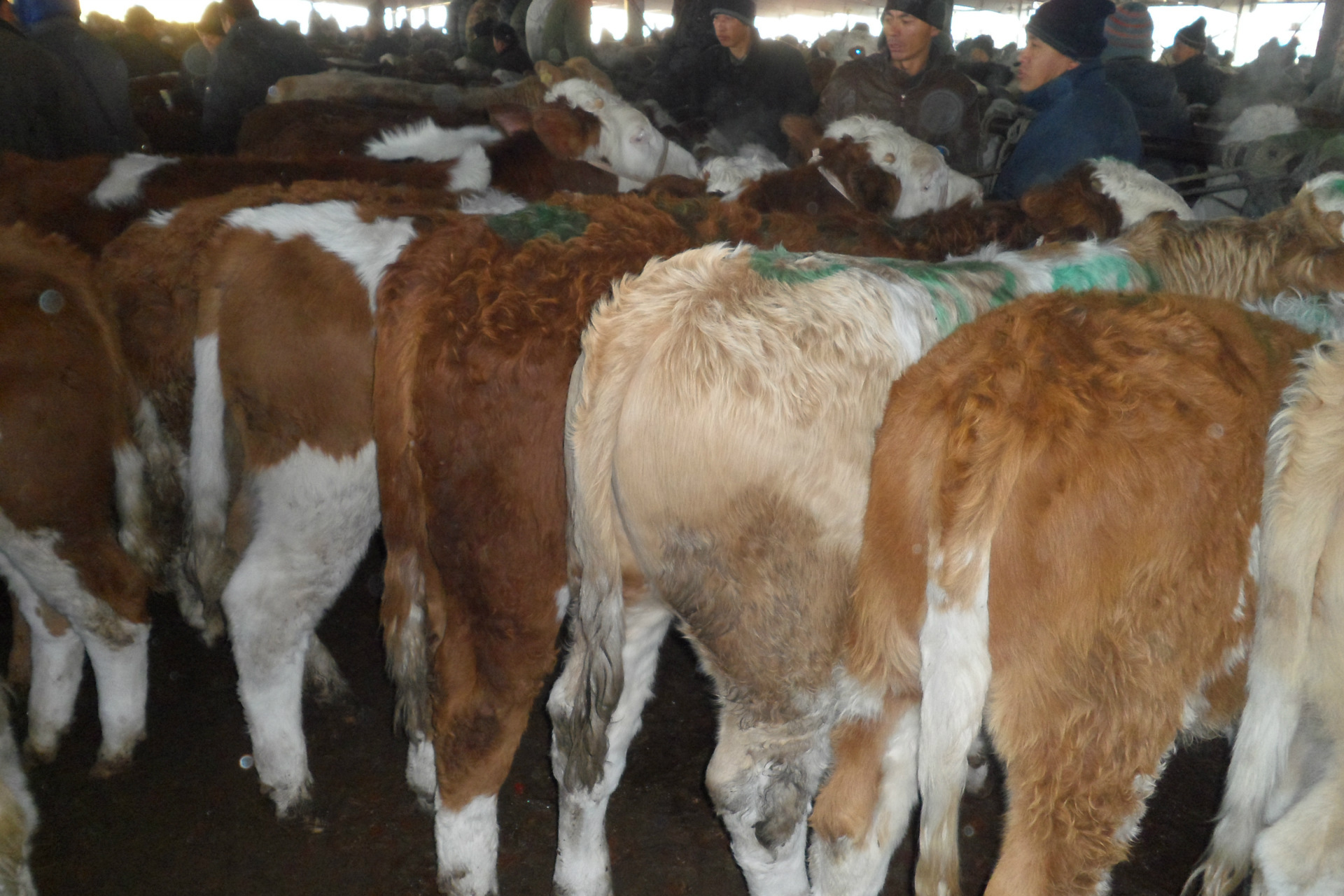 广西梧桐哪里有西门塔尔牛犊 怀孕母牛 成棒母