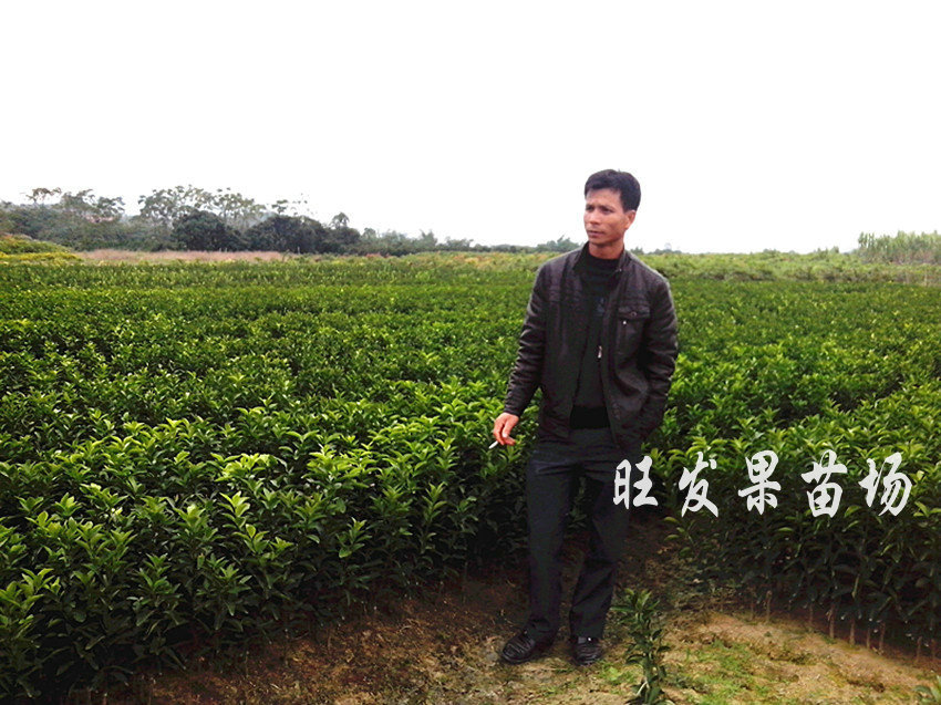 供应正宗广东四会沙糖桔苗 皇帝柑苗 皇妃贡柑苗 沃柑苗 橙子苗 四季