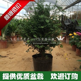 抗癌植物绿植盆栽南方红豆杉盆景树苗可批发净化空气大小齐全