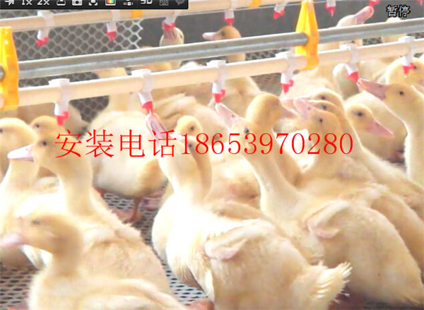 鸭子饮水