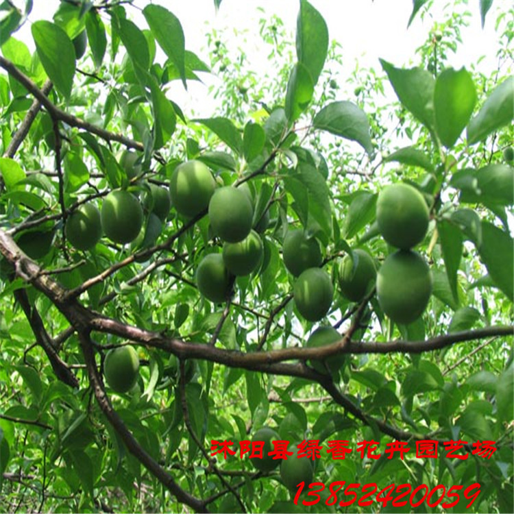 【盆栽地栽苗 果树苗青梅苗常年出售】价格,厂