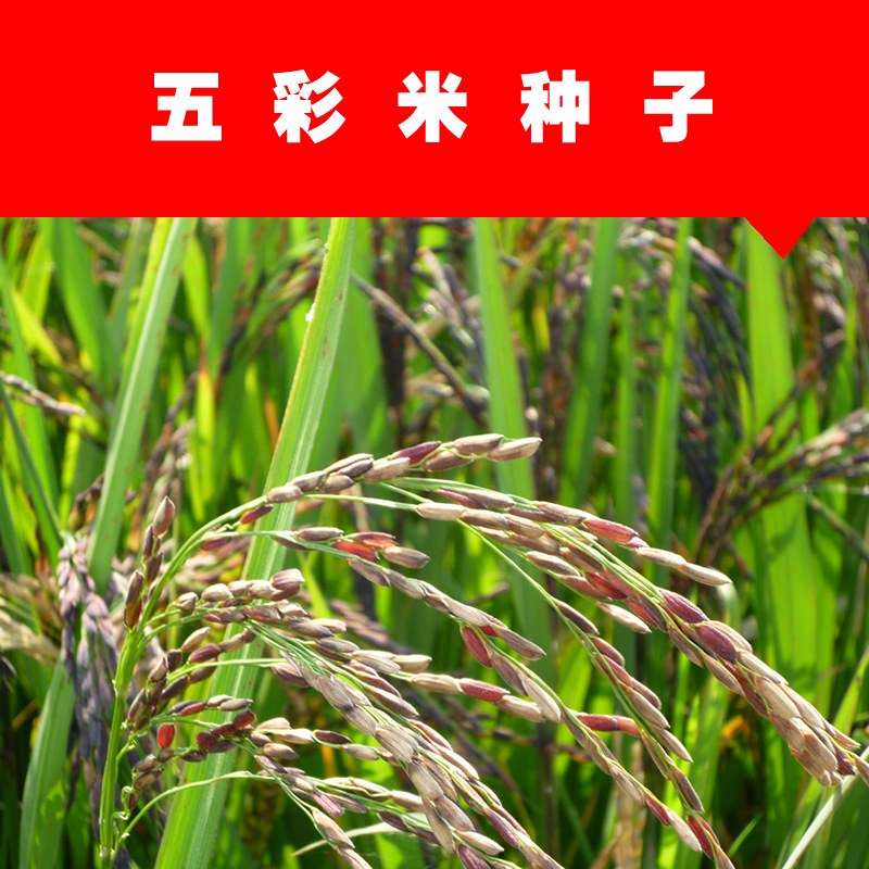 五彩米种子文字图