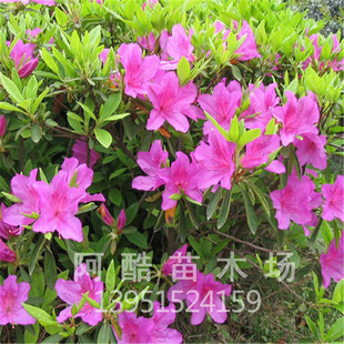 杜鹃树苗