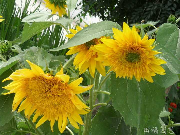 花卉种子向日葵,观赏葵花园艺种子,园林工程绿化种子,花种子批发