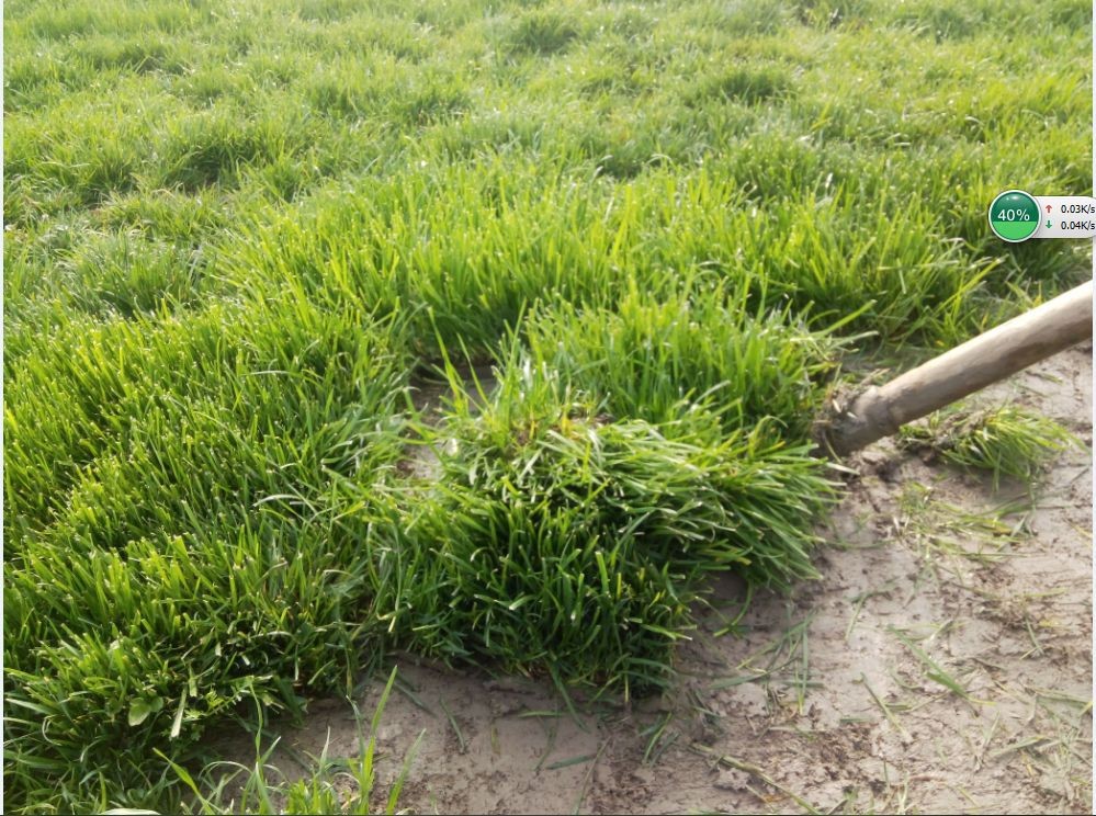 上海绿忆草坪种植场4.2高羊茅出货中