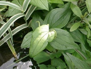 西安厂家现货销售鱼腹草提取物