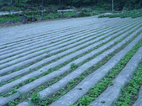 专业农用膜生产厂家供应可降解地膜图片_3