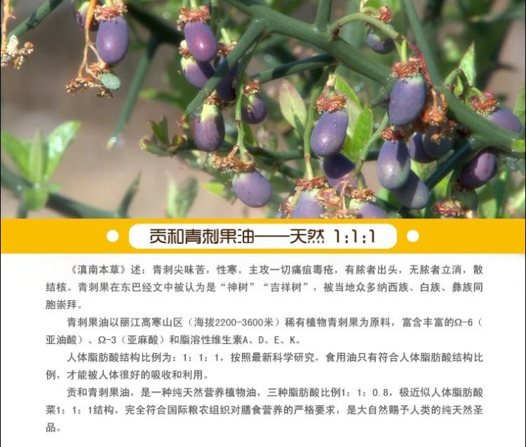 麗江貢和純天然有機青刺果油500ml食用油 廠家批發(fā)直銷