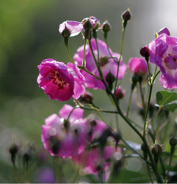 蔷薇 种子 大量批发 量大从优 保质保量 图片