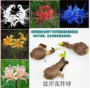 彼岸花种球 盆栽石蒜种球批发 曼珠沙华龙爪花种球 当年开花大球