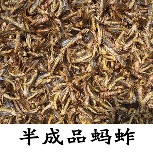 2014年天然无公害冬娜蚂蚱蚂蚱 食用蝗虫 东亚飞蝗